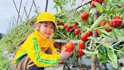 Chuyến dã ngoại của các bé khối lớp chất lượng cao tại vườn cà chua